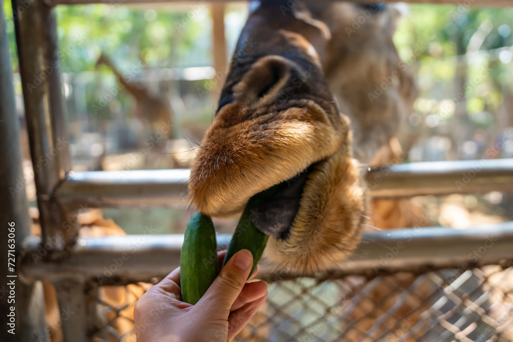 The girl's hand was giving food to the giraffe in the zoo.