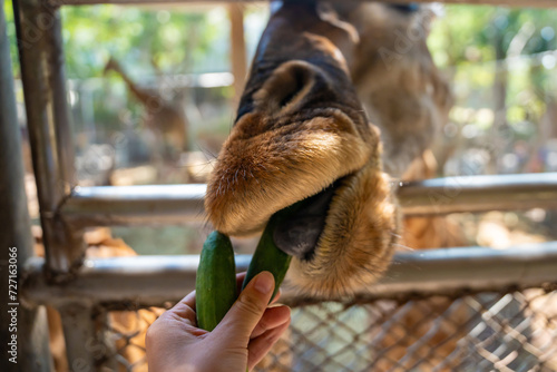 The girl's hand was giving food to the giraffe in the zoo.