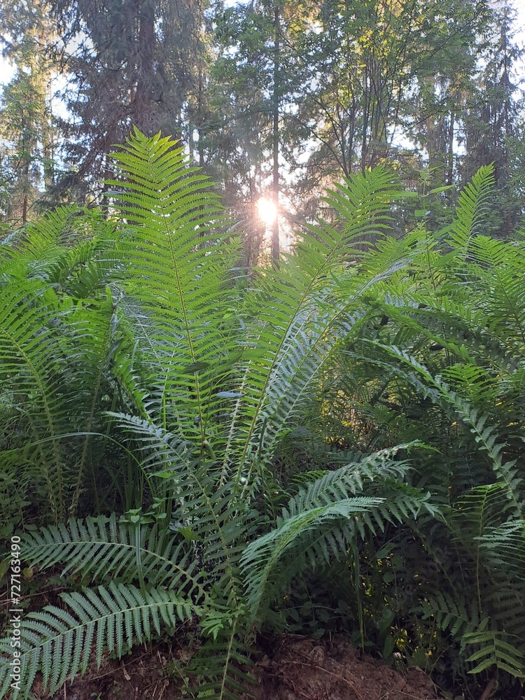 Obraz premium Цветы, лето, день, зеленый, лист 