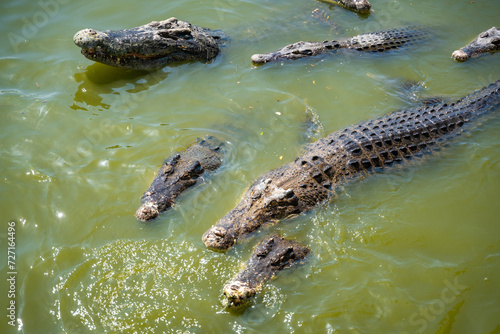 Crocodile feeding or fishing in Crocodile farm in Pattaya  Thailand