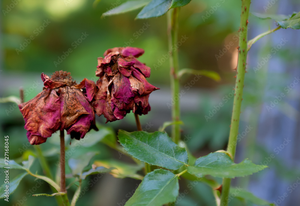 Two rose flowers are dried by the hot summer sun against a background of yellowing foliage. Close-up. Two rose flowers are dried by the hot summer sun against a background of yellowing foliage. Close-up.