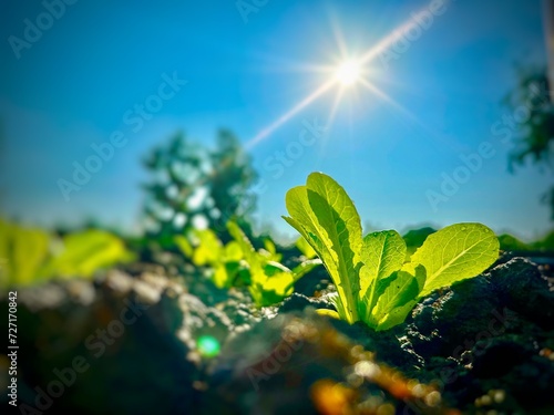 Close up of the green little sprout of young cabbage is growing up in the soil under the blue sky and bright sunrise in the morning. Banner background of garden agriculture concept. 