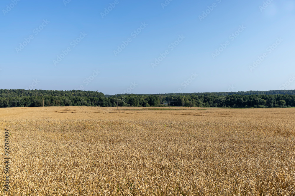 An agricultural field where ripening cereal wheat grows An agricultural field where ripening cereal wheat grows