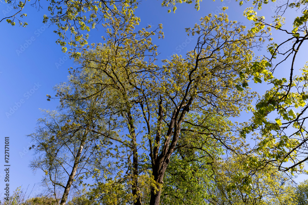 green foliage on a maple tree in spring bloom green foliage on a maple tree in spring bloom
