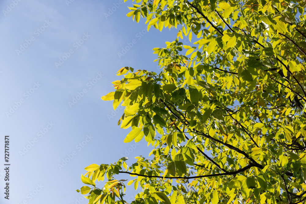 yellow-green walnut foliage in a fruit garden yellow-green walnut foliage in a fruit garden