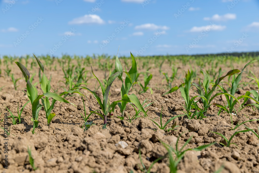 young corn sprouts in early summer, a field young corn sprouts in early summer, a field