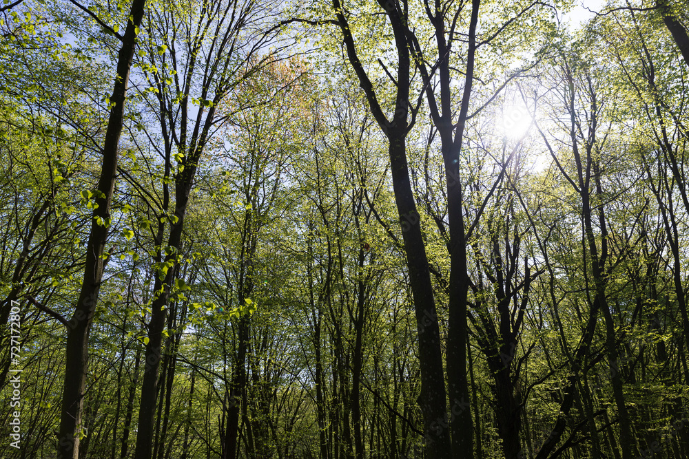new green foliage on deciduous trees in the forest in the spring season new green foliage on deciduous trees in the forest in the spring season