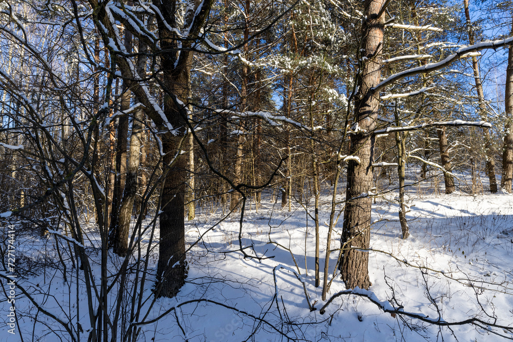 snow-covered land and trees in the forest snow-covered land and trees in the forest