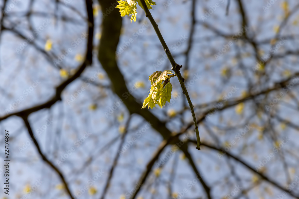 a flowering maple tree in the spring season, a spring park a flowering maple tree in the spring season, a spring park