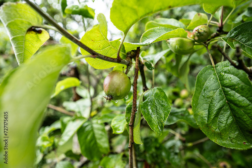Apples on a wet old apple tree.