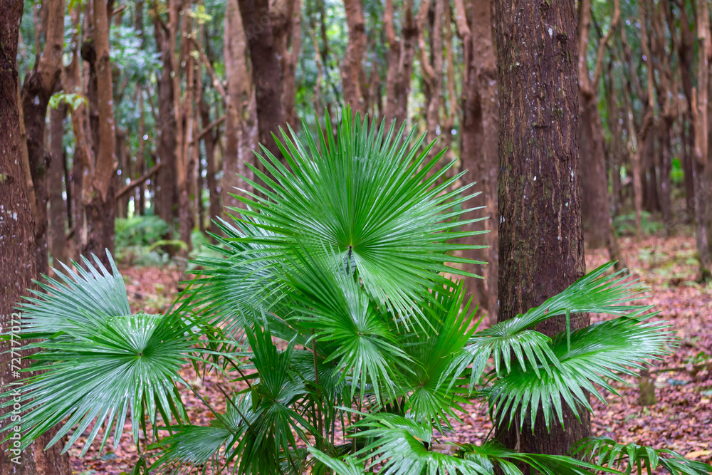 National leaf of the Phillipines livistona rotundifolia. Anahaw Palm ...