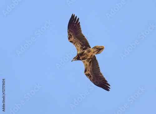Young Canarian subspecies of Egyptian vulture, Neophron percnopterus majorensis, a juvenile ringed bird with dark plumage in flight bottom view with blue sky, Fuerteventura, Canary Island, Spain © kathomenden