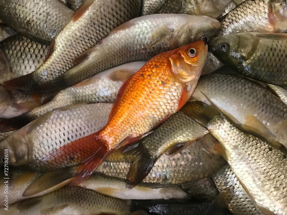 Goldfish with fresh caught fish. Raw fish background. Goldfish with fresh caught fish. Raw fish background.