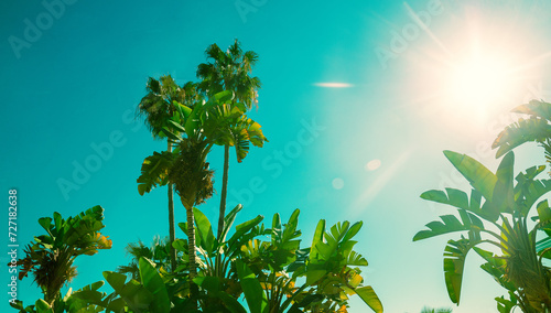 Stampa su tela Banana plantation and palm trees on a sunny day