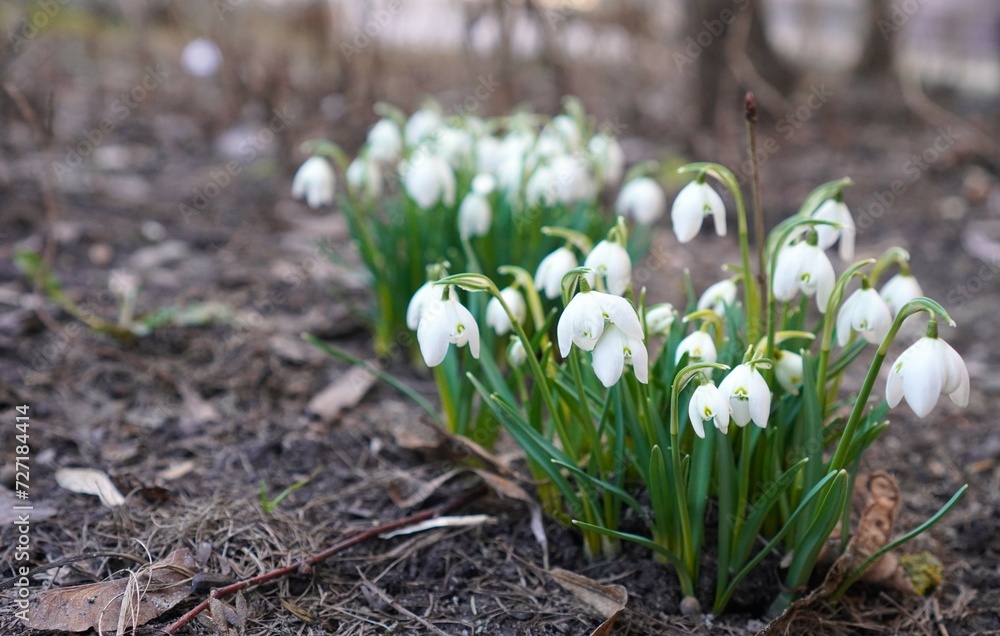 Fototapeta premium white snowdrops galanthus on stalks with green leaves grow on the ground in spring after the snow melts, the concept of congratulations on Snowdrop Day