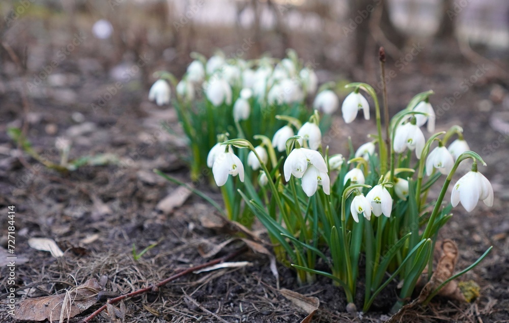 white snowdrops galanthus on stalks with green leaves grow on the ground in spring after the snow melts, the concept of congratulations on Snowdrop Day