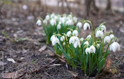white snowdrops galanthus on stalks with green leaves grow on the ground in spring after the snow melts, the concept of congratulations on Snowdrop Day