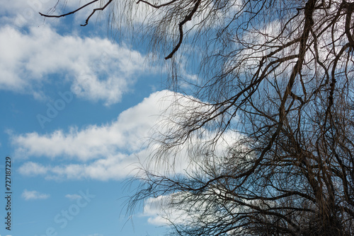 bare trees in near silhouette on a cloudy blue winter day