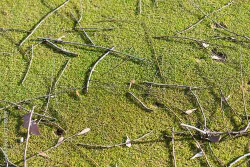 natural debris on putting greens in winter