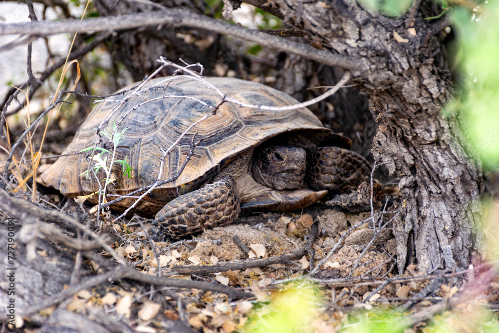 Turtle in wild