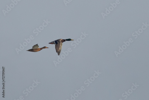 Mallard ducks flying at Eker creek, Bahrain