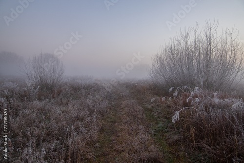 mist in the field