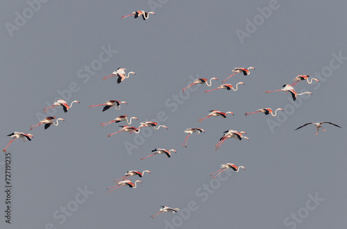 Greater Flamingos landing at Eker creek in the morning, Bahrain