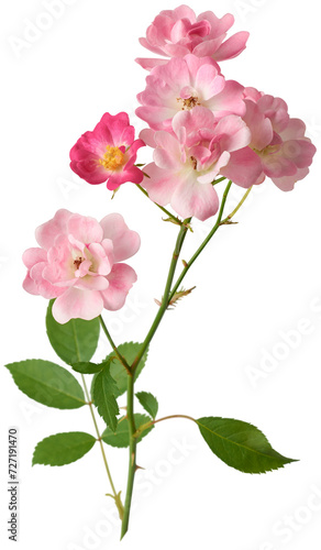bunch of roses with leaves  timeless symbol of love and affection  pink and red color beautiful blooming blossom  isolated on white background