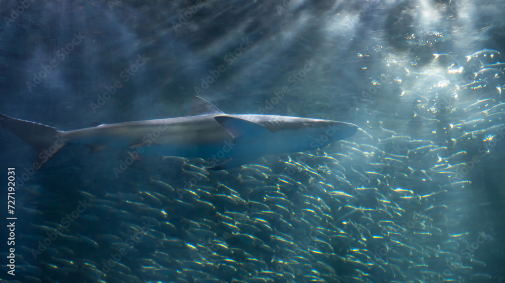Obraz premium shark and many small fish with ray lights in Nagoya aquarium