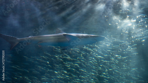 shark and many small fish with ray lights in Nagoya aquarium