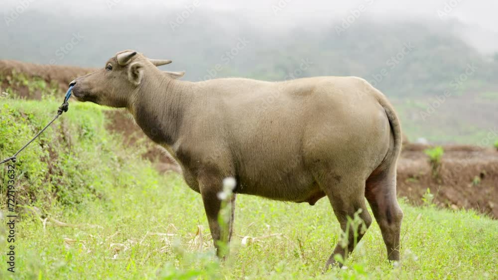 Portrait of water buffalo standing in field with mountainous misty background Portrait of water buffalo standing in field with mountainous misty background