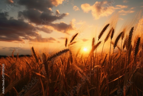 Wheat field at sunset photo
