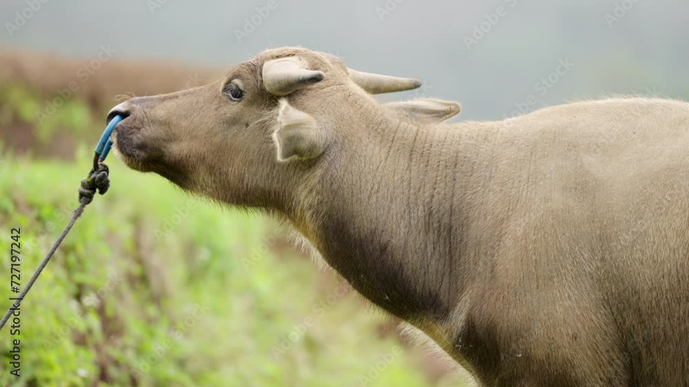 Side profile of tethered water buffalo in field, traditional agriculture in asia Side profile of tethered water buffalo in field, traditional agriculture in asia
