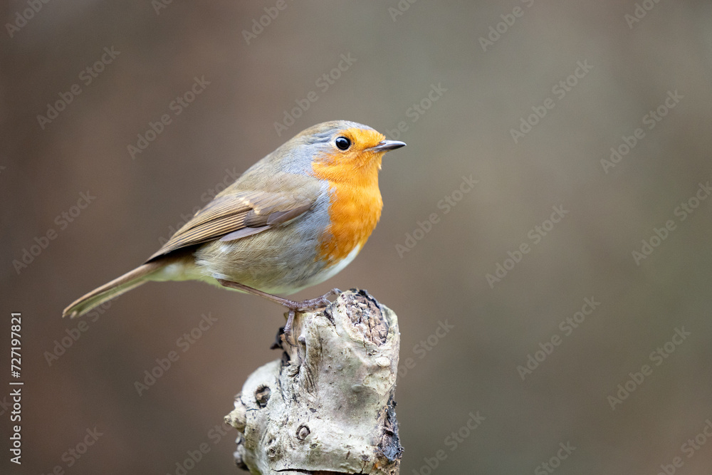 Robin bird (erithacus rubecula) in Winter. Perched on a bare branch with a natural brown foliage background - Yorkshire, UK in February Robin bird (erithacus rubecula) in Winter. Perched on a bare branch with a natural brown foliage background - Yorkshire, UK in February