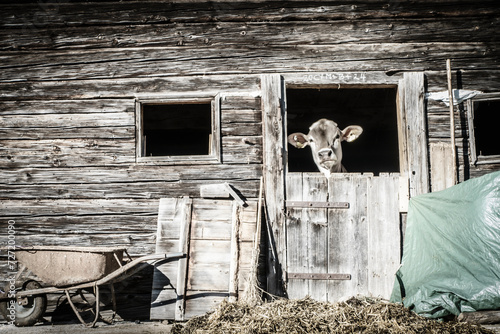 Eine junge Kuh schaut aus einem Stallfenster