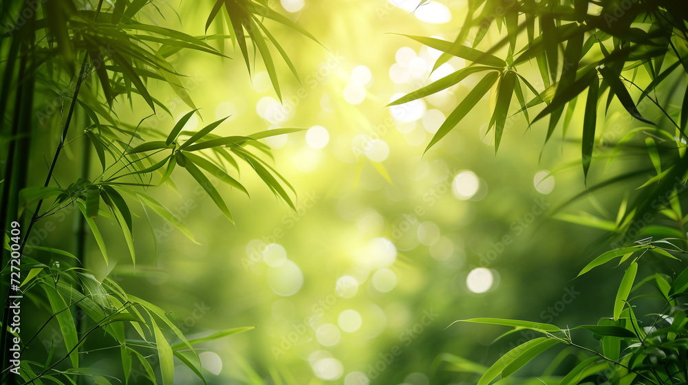 Bamboo forest background concept with empty space. Bamboo forest background concept with empty space.