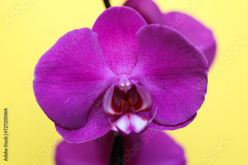 Beautiful purple orchid on yellow background. Close-up.