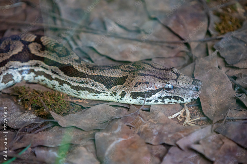 Obraz premium Brazilian snake portrait in closeup and selective focus