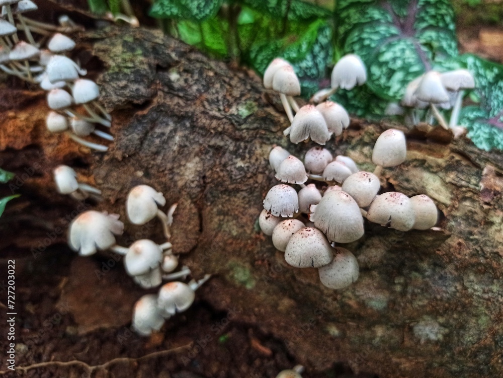 Poisonous mushroom. Poisonous mushroom.