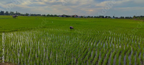 MAKASSAR, INDONESIA Asia, 27 January 2024 a farmer planting rice
