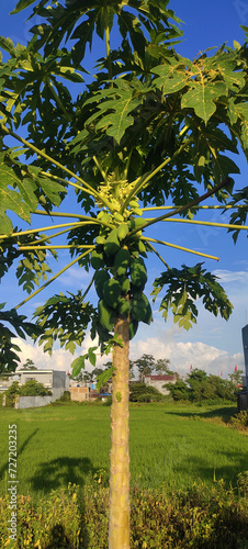 MAKASSAR, INDONESIA Asia, 1 February 2024 papaya trees bear heavy fruit with green fruit