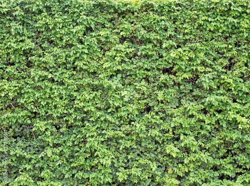 Fragment of a living green fence in daylight