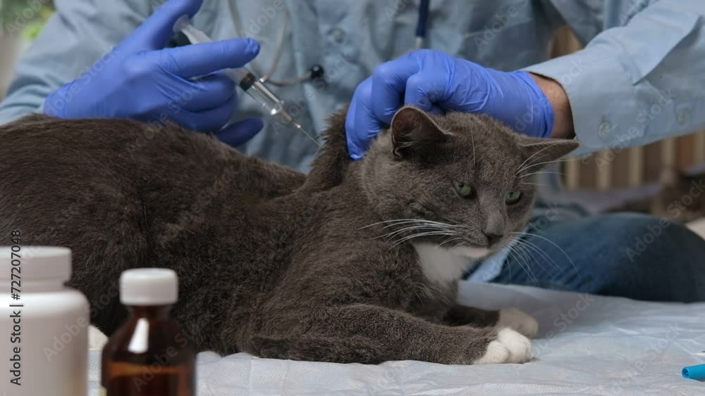 Vidéo Stock Cat veterinarian checkup. Veterinar examines a cat, drips