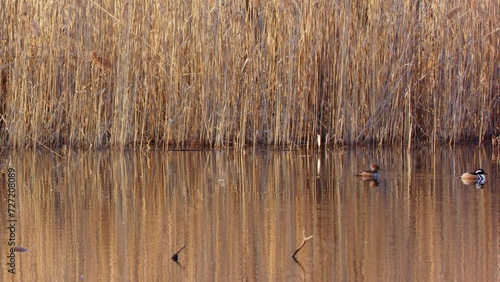 A pair, couple of hooded merganser (Lophodytes cucullatus) swimming in a lake in a reed area.  photo