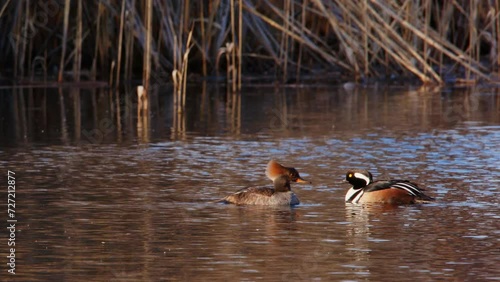 Male And Female Hooded Merganser (Lophodytes cucullatus) On Fresh Water Pond In Quebec, Canada.  photo