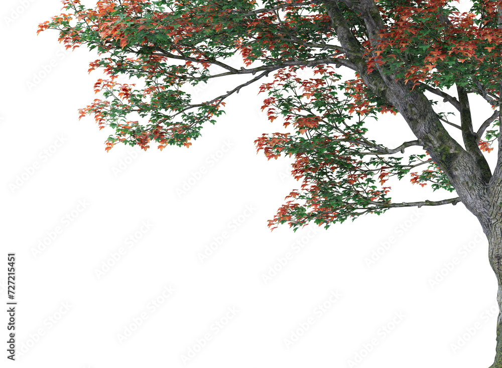 maple tree branch isolated