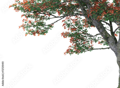 maple tree branch isolated