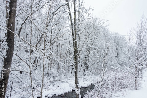 snow covered trees