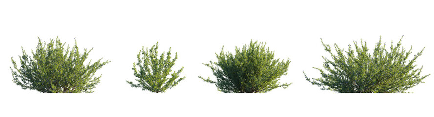 rosemary, (Salvia rosmarinus, Rosmarinus officinalis) plant set frontal bush herbaceous perennial plant isolated png on a transparent background premium cutout