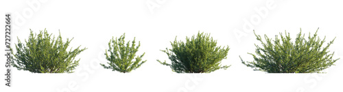 rosemary, (Salvia rosmarinus, Rosmarinus officinalis) plant set frontal bush herbaceous perennial plant isolated png on a transparent background perfectly cutout